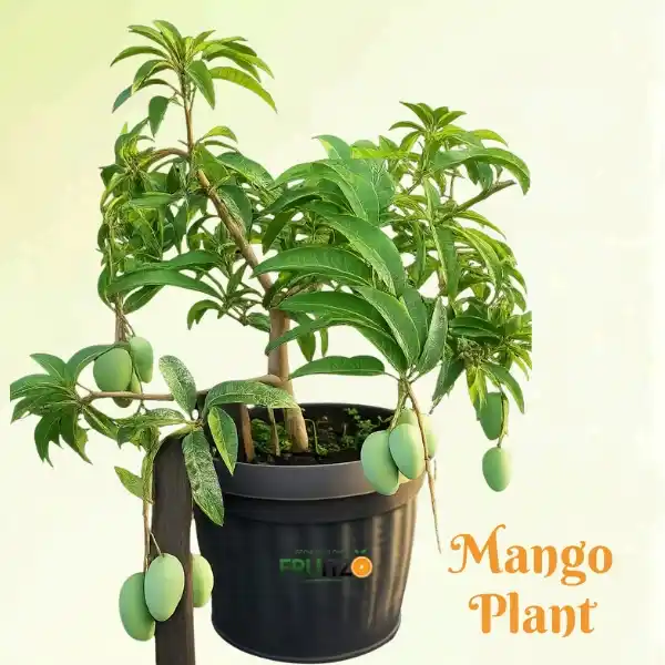 Mango.png